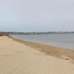 Palma فرسي