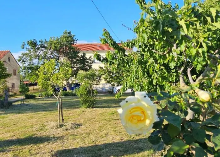 Palma Vrsi